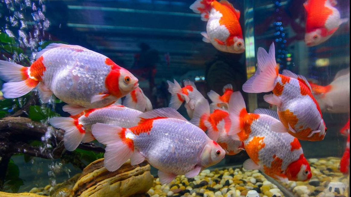 辦公室養魚的風水知識你知道嗎？