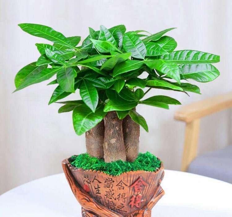 發財樹 發財樹